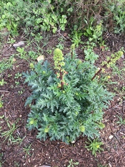 Scrophularia rubricaulis