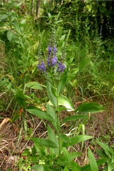 Veronica spuria
