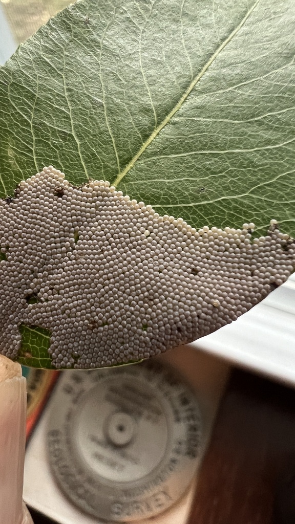 Large yellow underwing (Noctua pronuba)