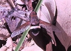 Ligyra punctipennis