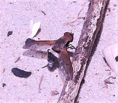 Ligyra punctipennis