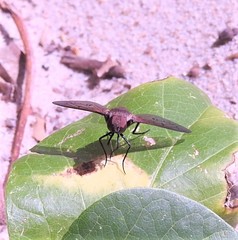 Ligyra punctipennis