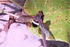 Ligyra punctipennis