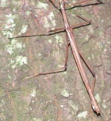Huananphasma amicum