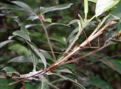 Huananphasma amicum