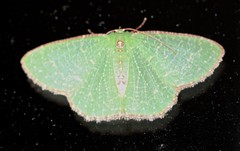 Eucyclodes metaspila