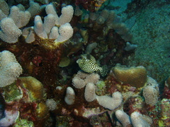 Lactophrys bicaudalis