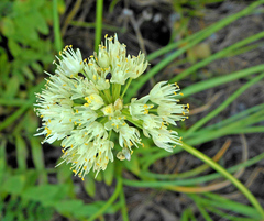 Allium stellerianum