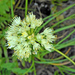 Allium stellerianum - Photo (c) V.S. Volkotrub, algunos derechos reservados (CC BY-NC), subido por V.S. Volkotrub