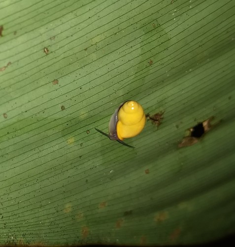 Pupinidae