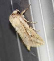 Mythimna decisissima