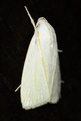 Cryptophasa flavolineata