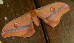 Opodiphthera loranthi