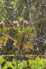 Paranomus abrotanifolius