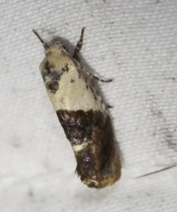 Hypertropha chlaenota