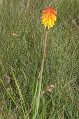 Kniphofia rigidifolia