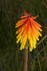 Kniphofia rigidifolia