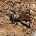 Variable Field Cricket - Photo (c) James Bailey, some rights reserved (CC BY-NC), uploaded by James Bailey