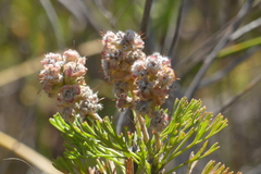 Paranomus abrotanifolius