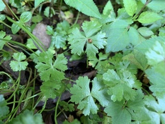 Hydrocotyle batrachium