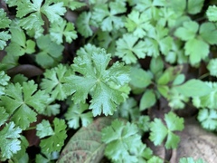 Hydrocotyle batrachium