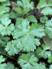 Hydrocotyle batrachium