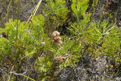 Paranomus abrotanifolius