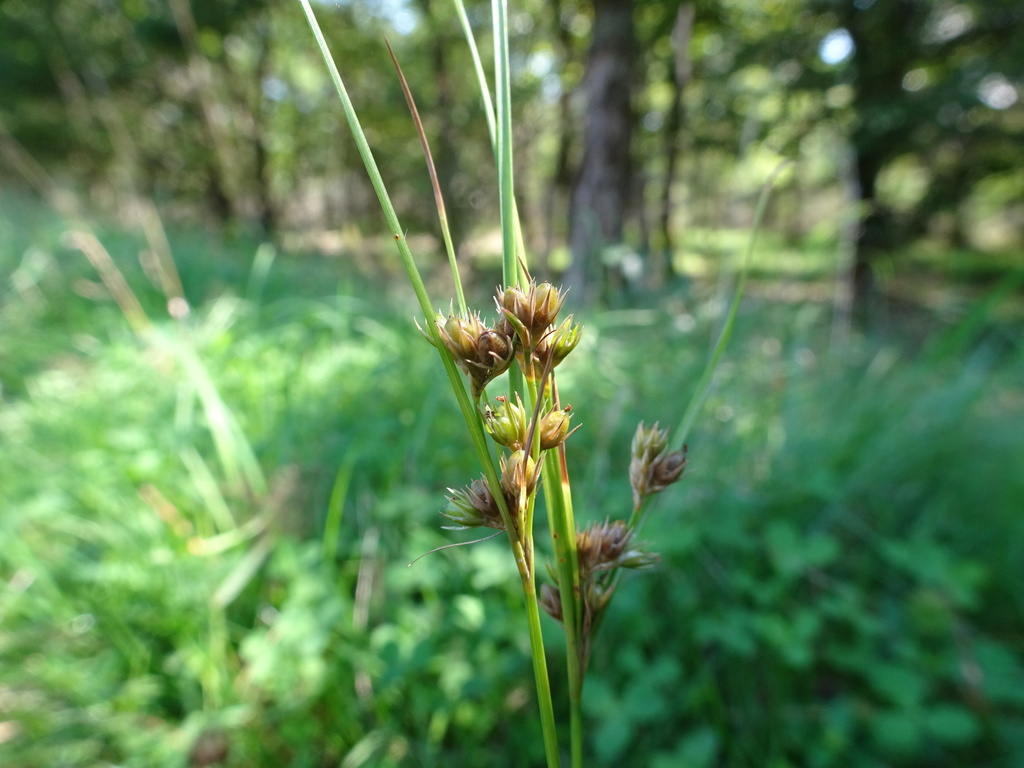 Slender Path Rush from Bas-Rhin, Alsace, France on August 20, 2023 at ...