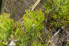Paranomus abrotanifolius