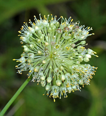 Allium condensatum