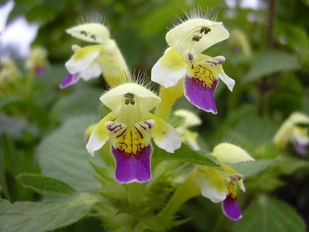 Galeopsis speciosa