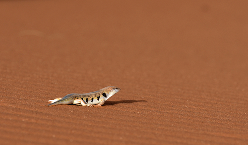 Scincus albifasciatus laterimaculatus