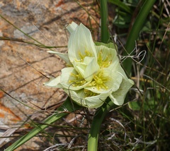 Colchicum striatum