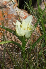 Colchicum striatum