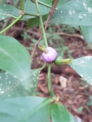 Psychotria suterella