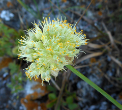 Allium condensatum