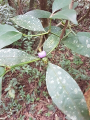 Psychotria suterella