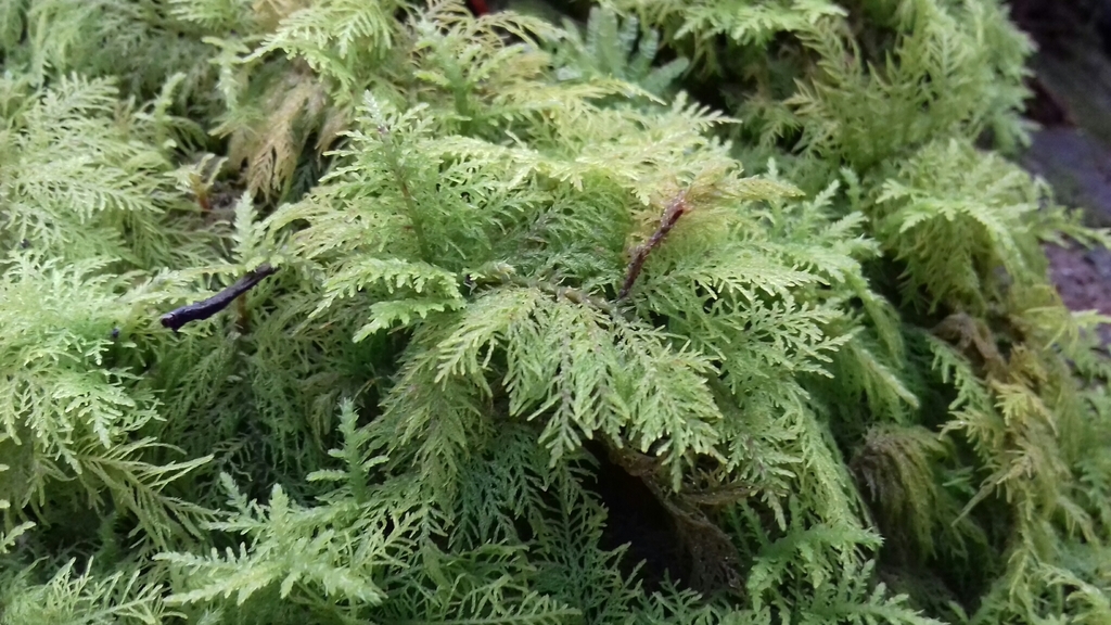 Common Tamarisk-moss from Cumbria, England, GB on February 10, 2019 at ...