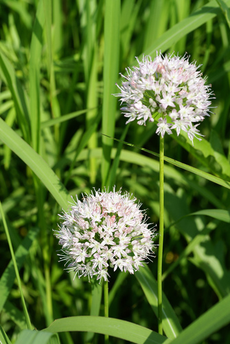Allium macrostemon Bunge