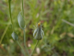 Blackstonia imperfoliata