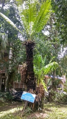 Cycas rumphii