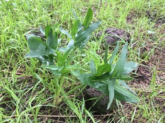 Eminium spiculatum