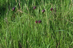 Fritillaria meleagroides