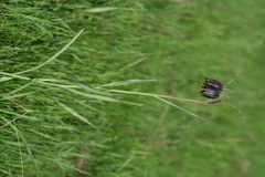 Fritillaria meleagroides