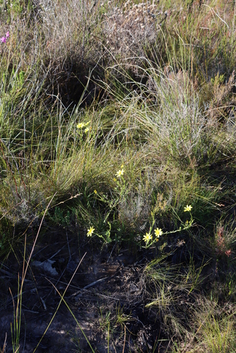 Image of Osteospermum polygaloides by (c) Tony Rebelo, some rights reserved (CC BY-SA)