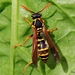 Asian Paper Wasp - Photo (c) Phil Bendle, some rights reserved (CC BY-NC), uploaded by Phil Bendle