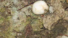 Arthrorhaphis grisea