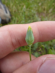Blackstonia imperfoliata
