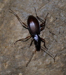 Sphodropsis ghilianii