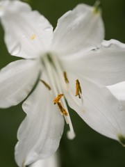 Paradisea liliastrum